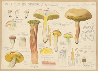 Hans Walty - Boletus eriophorus Rostkovius.webp