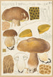 Boletus impolitus - Hans Baldung — visning af kunstværket