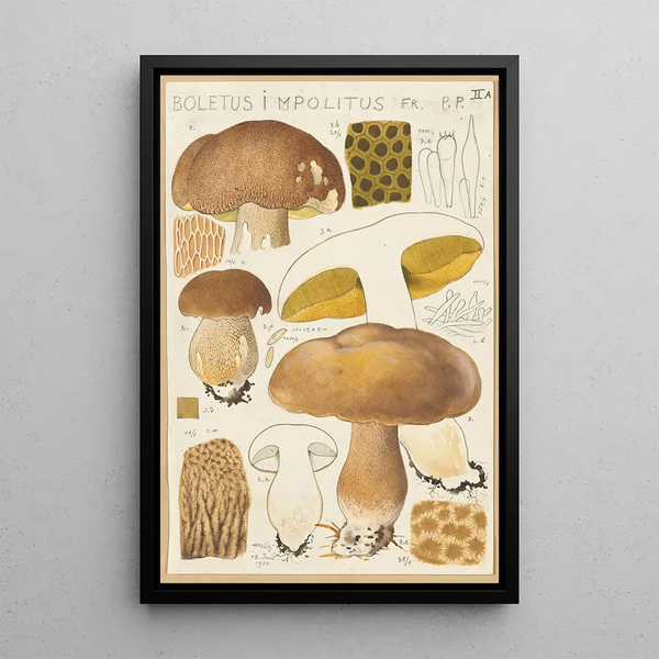 Boletus impolitus - Hans Baldung — indrammet kunstværk på væggen