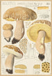 Boletus impolitus Fr reticulatus - Hans Baldung | Maleri — visning af kunstværket