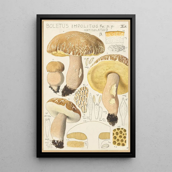 Boletus impolitus Fr reticulatus - Hans Baldung | Maleri — indrammet kunstværk på væggen