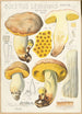 Boletus leoninus - Hans Baldung — visning af kunstværket
