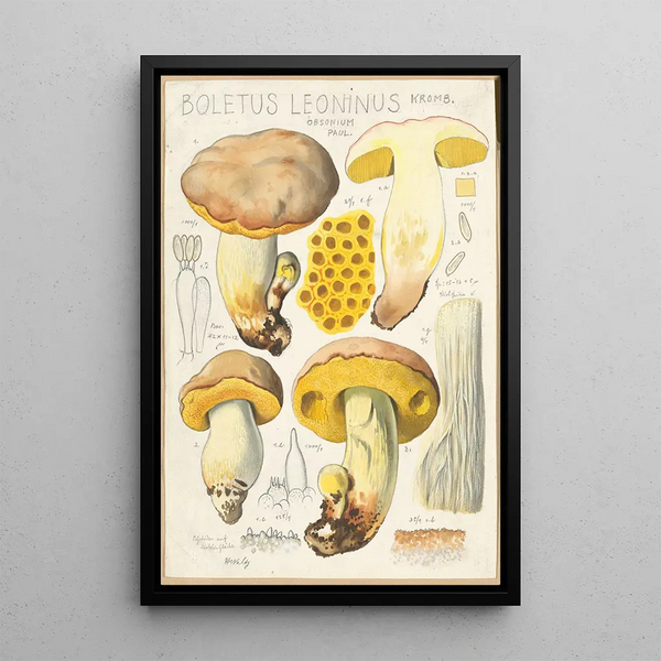 Boletus leoninus - Hans Baldung — indrammet kunstværk på væggen
