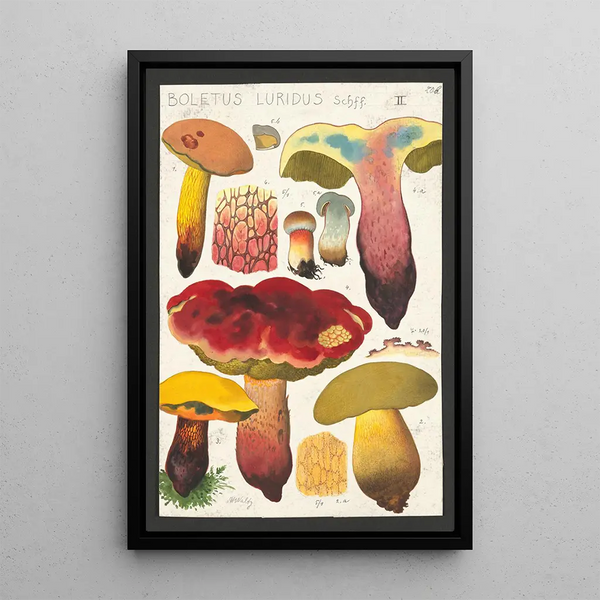 Boletus luridus Schaeffer - Hans Baldung — indrammet kunstværk på væggen