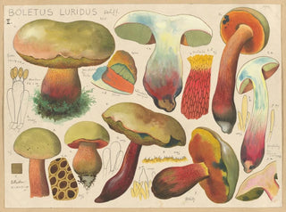 Boletus luridus - Hans Baldung — visning af kunstværket