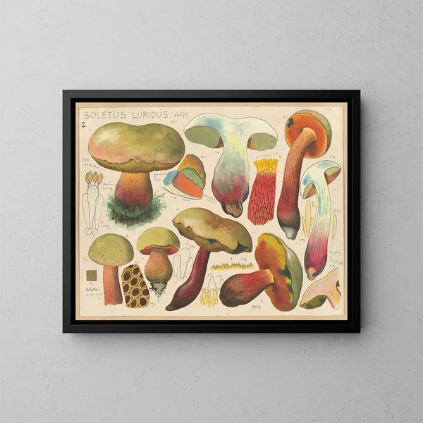 Boletus luridus - Hans Baldung — indrammet kunstværk på væggen