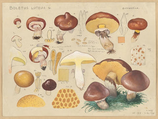 Boletus luteus - Hans Baldung — visning af kunstværket