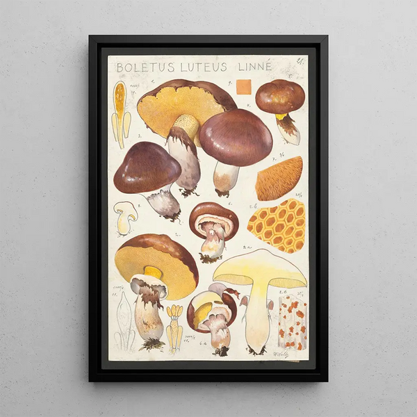 Boletus luteus Linn - Hans Baldung — indrammet kunstværk på væggen