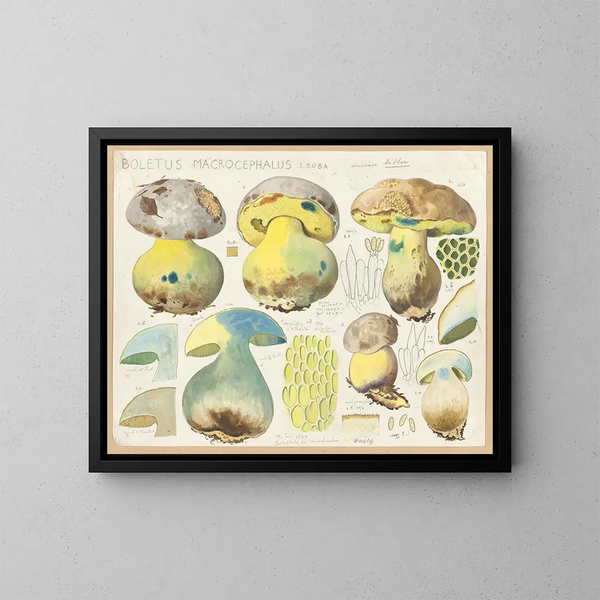 Boletus macrocephalus - Hans Baldung — indrammet kunstværk på væggen