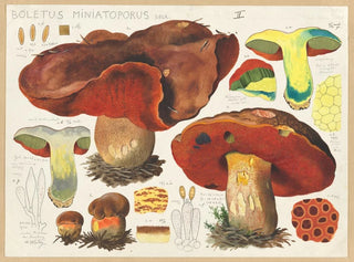 Boletus miniatoporus - Hans Baldung — visning af kunstværket