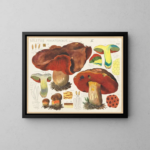 Boletus miniatoporus - Hans Baldung — indrammet kunstværk på væggen