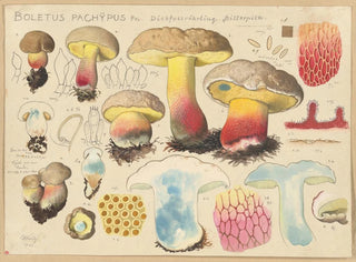 Boletus pachypus - Hans Baldung — visning af kunstværket
