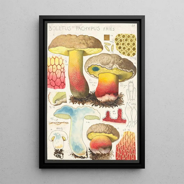 Boletus pachypus Fries - Hans Baldung — indrammet kunstværk på væggen