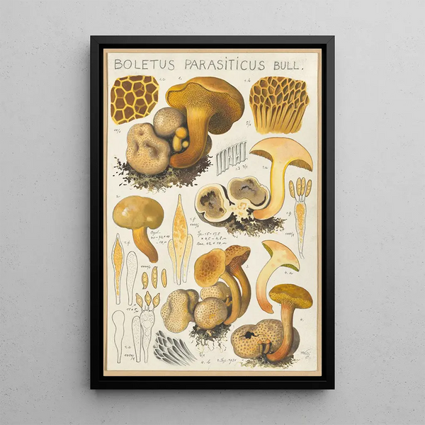 Boletus parasiticus - Hans Baldung — indrammet kunstværk på væggen