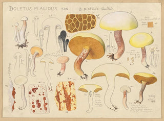 Hans Walty - Boletus placidus Bon B pictilis Qulet.webp