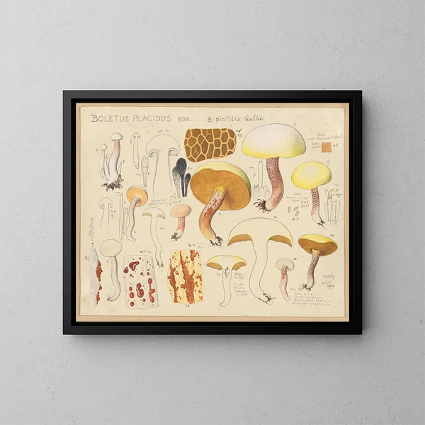 Boletus placidus - Hans Baldung — indrammet kunstværk på væggen