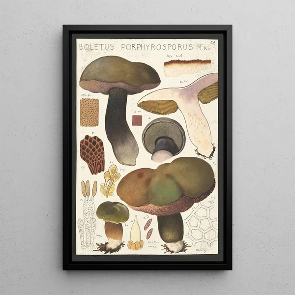 Boletus porphyrosporus Fr - Hans Baldung — indrammet kunstværk på væggen