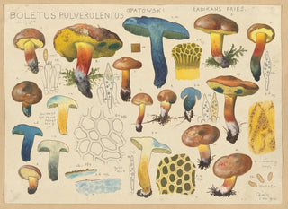 Hans Walty - Boletus pulverulentus Opatowski radikans Fries.webp