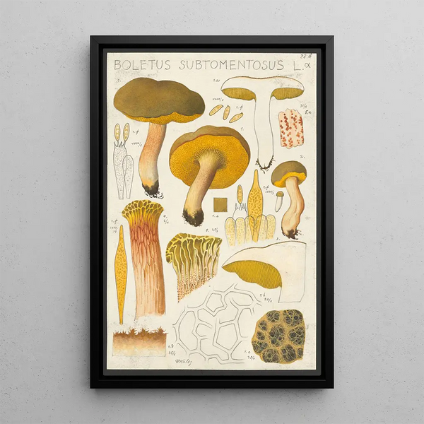 Boletus subtomentosus L - Hans Baldung — indrammet kunstværk på væggen