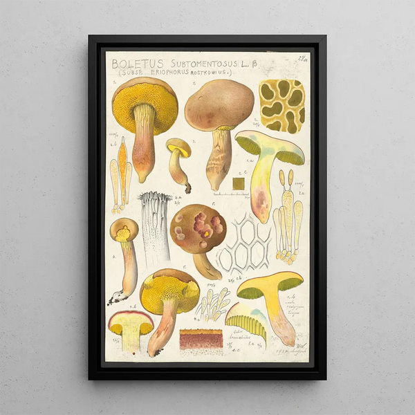 Boletus subtomentosus L Subsp eriophorus Rostkowius - Hans Baldung — indrammet kunstværk på væggen