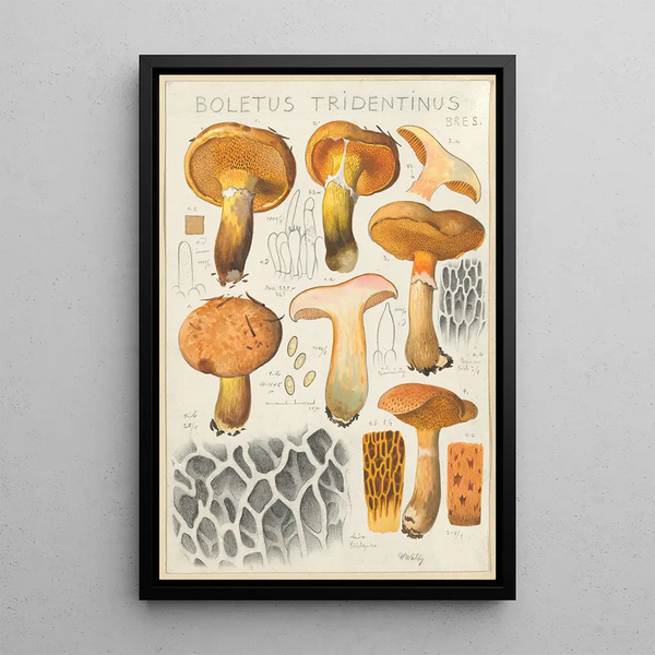 Boletus tridentinus - Hans Baldung — indrammet kunstværk på væggen