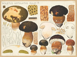 Hans Walty - Boletus ustulatus Paulet.webp