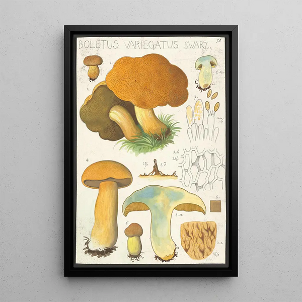 Boletus variegatus Swarz - Hans Baldung — indrammet kunstværk på væggen