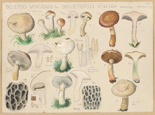 Boletus viscidus - Hans Baldung — visning af kunstværket