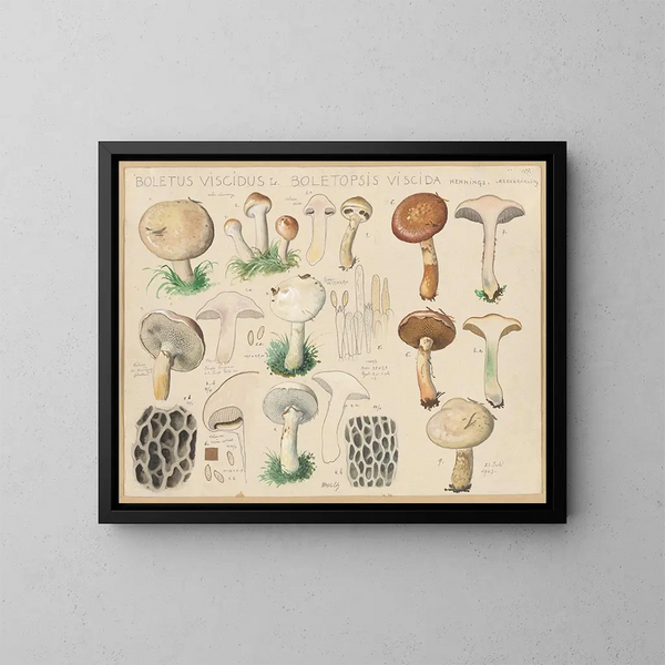 Boletus viscidus - Hans Baldung — indrammet kunstværk på væggen