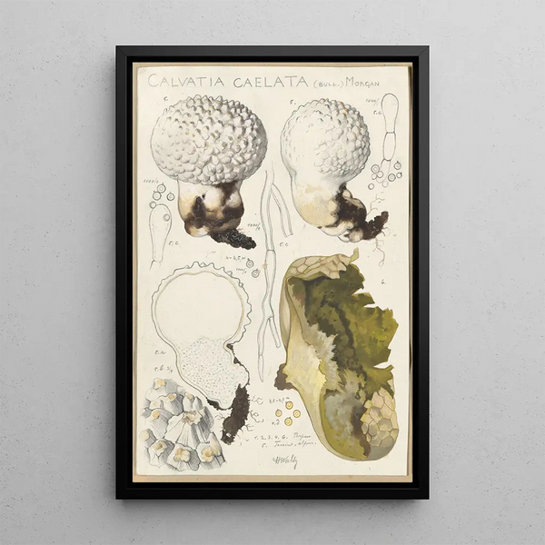 Calvatia caelata - Hans Baldung — indrammet kunstværk på væggen