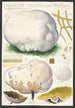Calvatia maxima Schff Morgan Globaria bovista L - Hans Baldung — visning af kunstværket