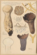 Calvatia saccata - Hans Baldung — visning af kunstværket