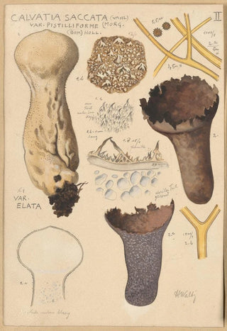 Hans Walty - Calvatia saccata.webp