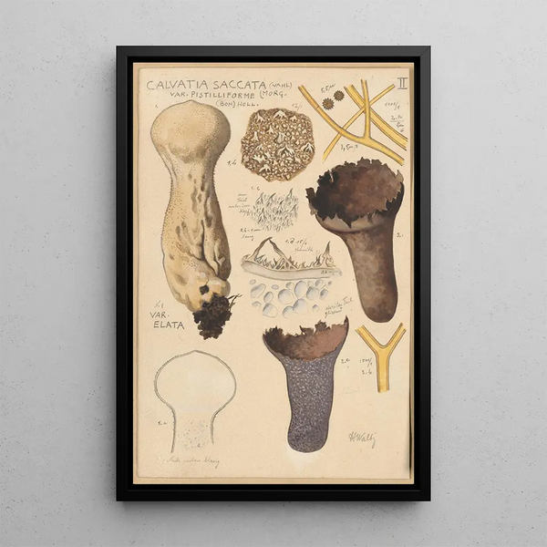 Calvatia saccata - Hans Baldung — indrammet kunstværk på væggen