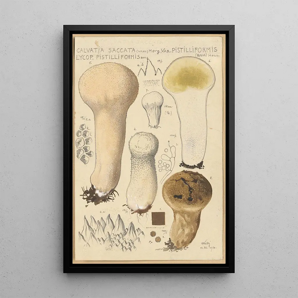 Calvatia saccata var Pistilliformis - Hans Baldung — indrammet kunstværk på væggen