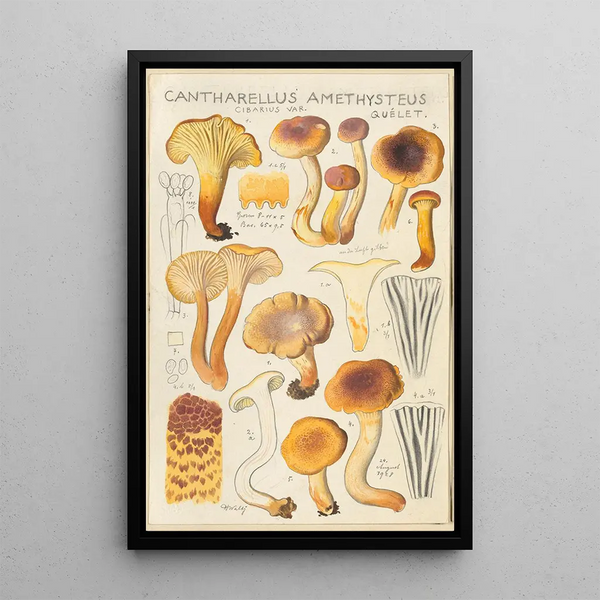 Cantharellus amethysteus - Hans Baldung — indrammet kunstværk på væggen