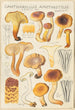 Cantharellus amethysteus - Hans Baldung — visning af kunstværket
