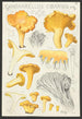 Cantharellus cibarius Fr - Hans Baldung — visning af kunstværket