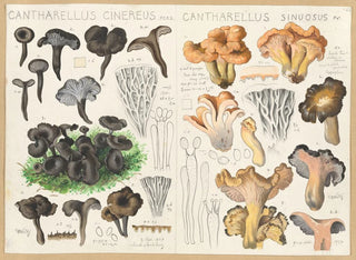 Hans Walty - Cantharellus cinereus Cantharellus sinuosus.webp