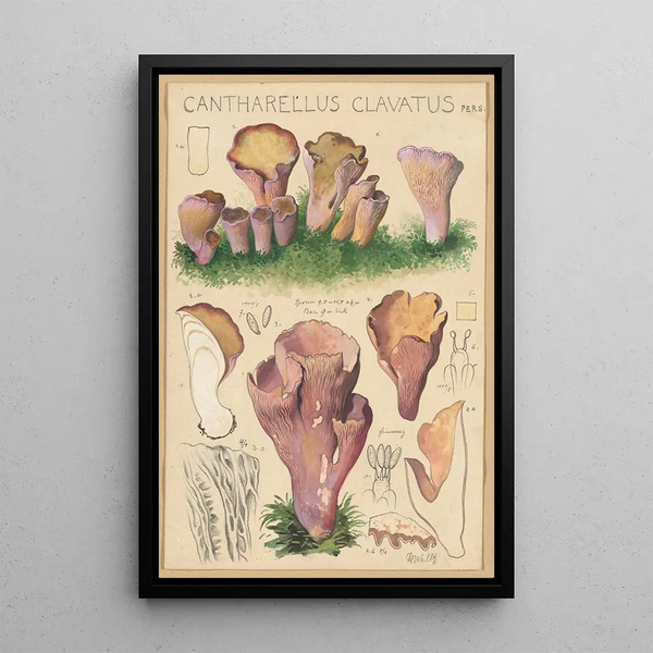Cantharellus clavatus Pers - Hans Baldung — indrammet kunstværk på væggen