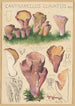 Cantharellus clavatus Pers - Hans Baldung — visning af kunstværket