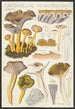 Cantharellus infundibuliformis Scop - Hans Baldung — visning af kunstværket