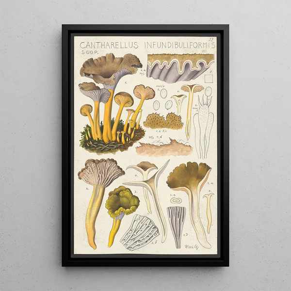 Cantharellus infundibuliformis Scop - Hans Baldung — indrammet kunstværk på væggen