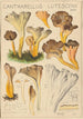 Cantharellus lutescens - Hans Baldung — visning af kunstværket