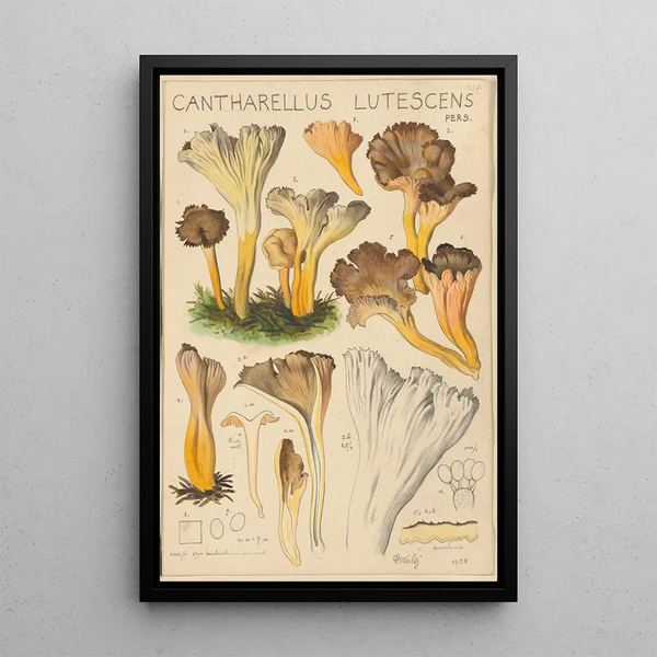 Cantharellus lutescens - Hans Baldung — indrammet kunstværk på væggen