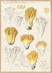 Clavaria aurea Schff - Hans Baldung — visning af kunstværket