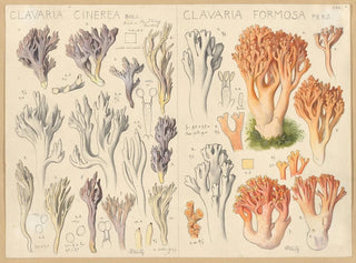 Hans Walty - Clavaria cinerea Clavaria formosa.webp