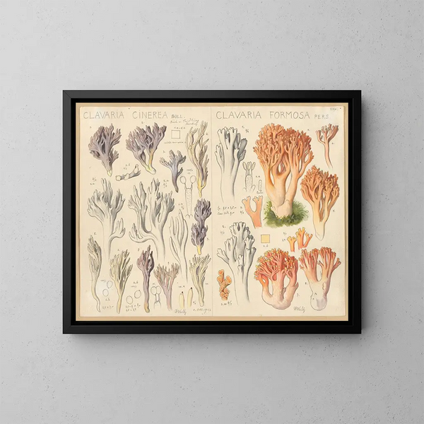 Clavaria cendrée Clavaria belle - Hans Baldung — indrammet kunstværk på væggen