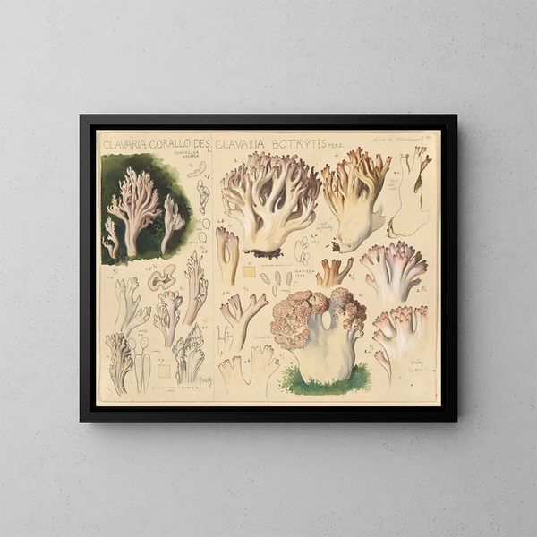 Clavaria coralloides og Clavaria botrytes - Hans Baldung — indrammet kunstværk på væggen