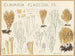 Clavaria flaccida - Hans Baldung — visning af kunstværket